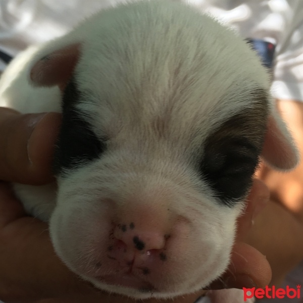 Boxer, Köpek  Yavru boxer fotoğrafı