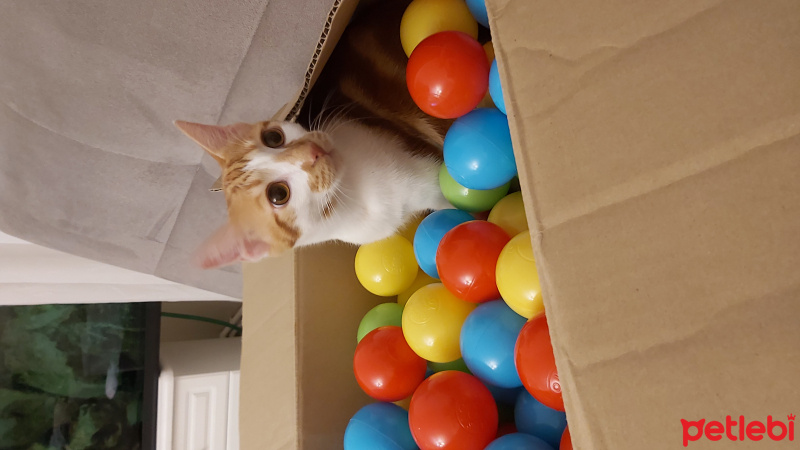 Tekir Kedi, Kedi  Behlül fotoğrafı