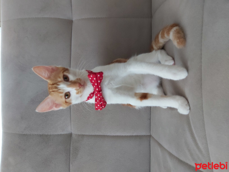 Tekir Kedi, Kedi  Behlül fotoğrafı