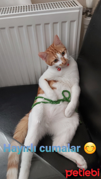 Tekir Kedi, Kedi  Behlül fotoğrafı