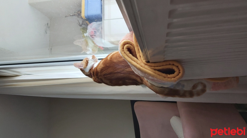 Tekir Kedi, Kedi  Behlül fotoğrafı