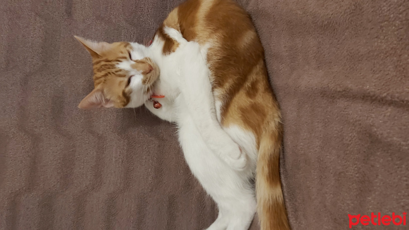 Tekir Kedi, Kedi  Behlül fotoğrafı