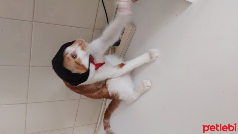 Tekir Kedi, Kedi  Behlül fotoğrafı