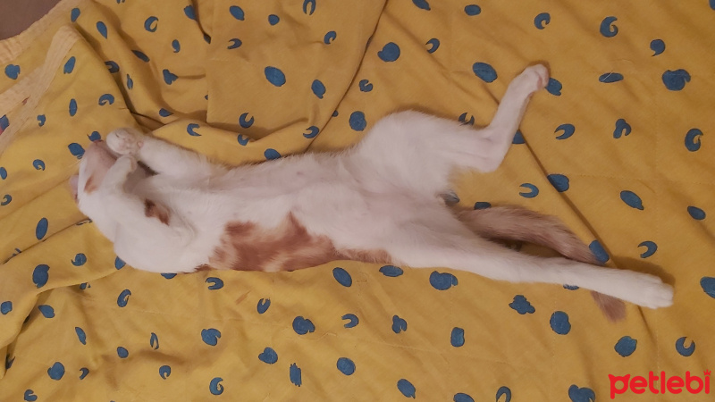 Tekir Kedi, Kedi  Behlül fotoğrafı