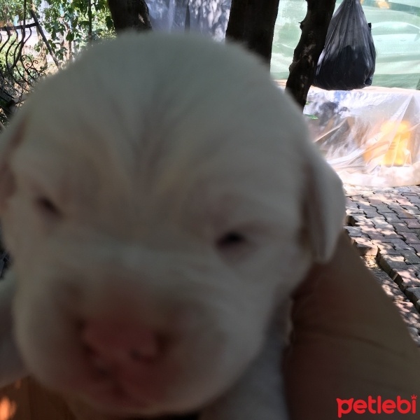Boxer, Köpek  Süt fotoğrafı