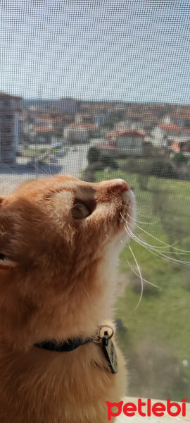 Sarman, Kedi  lokum fotoğrafı