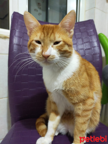 Sarman, Kedi  Duman fotoğrafı