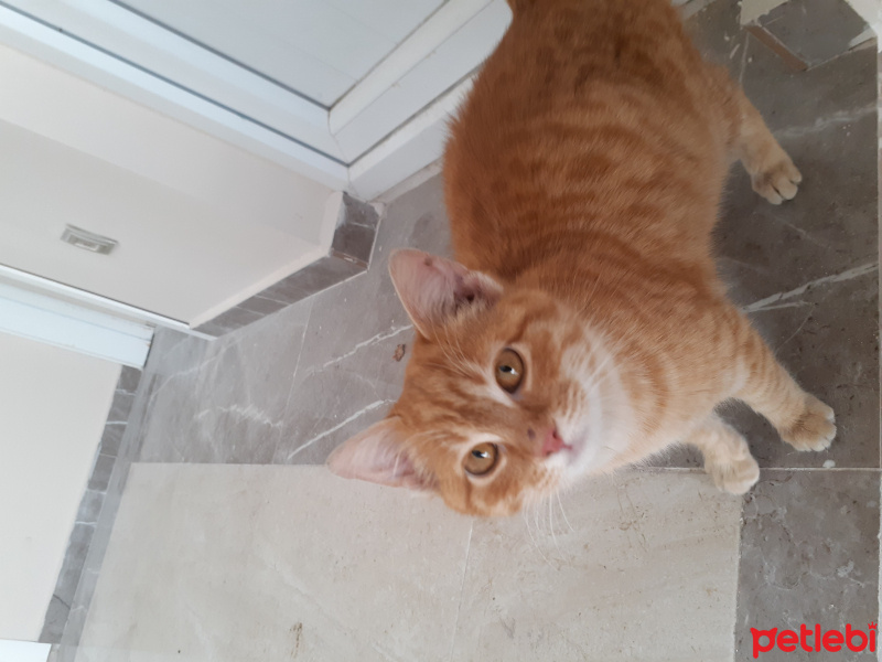 Tekir Kedi, Kedi  Ginger fotoğrafı