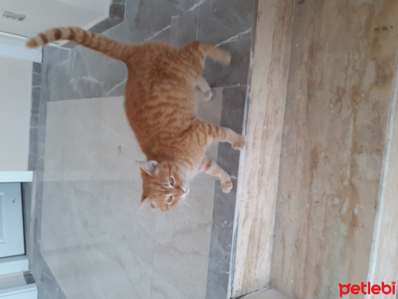 Tekir Kedi, Kedi  Ginger fotoğrafı