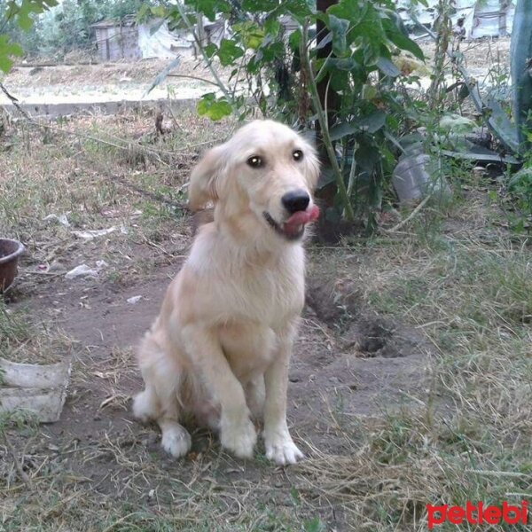 Golden Retriever, Köpek  Roy fotoğrafı