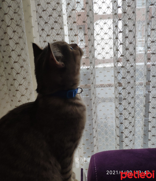 British Shorthair, Kedi  ARES fotoğrafı