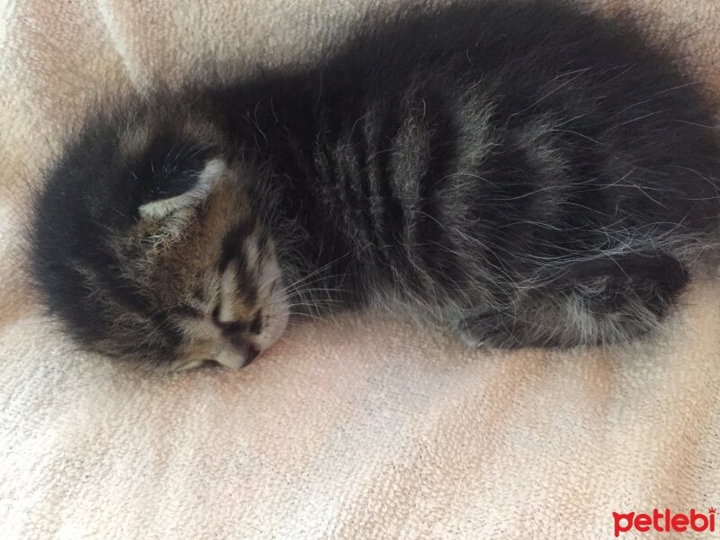 Siyam Kedisi, Kedi  Miyaset fotoğrafı