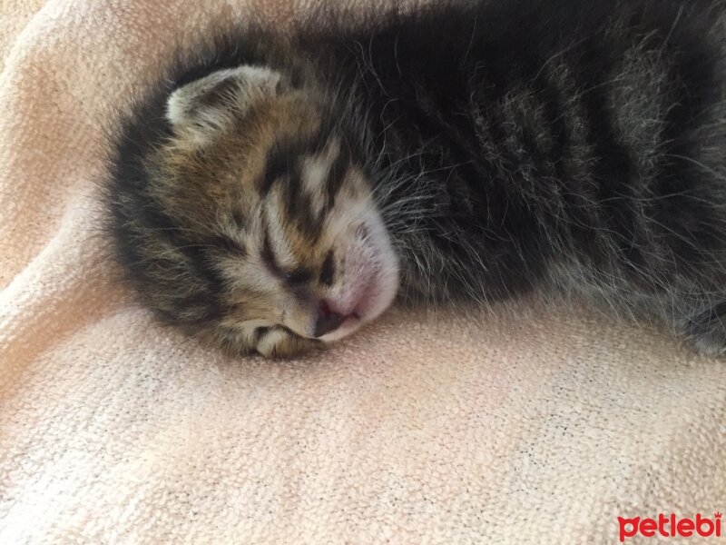 Siyam Kedisi, Kedi  Miyaset fotoğrafı