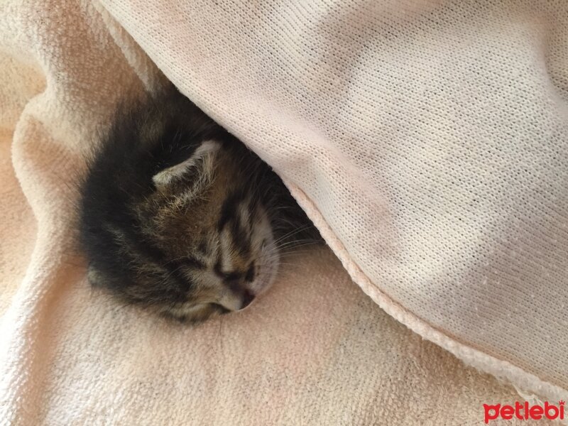 Siyam Kedisi, Kedi  Miyaset fotoğrafı