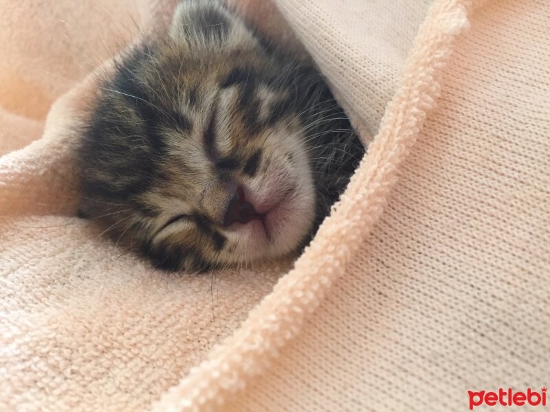 Siyam Kedisi, Kedi  Miyaset fotoğrafı