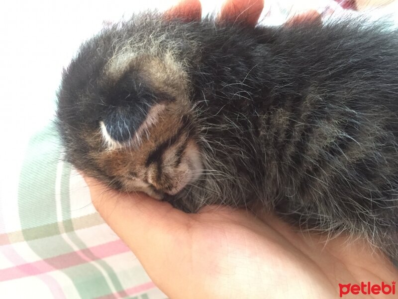 Siyam Kedisi, Kedi  Miyaset fotoğrafı