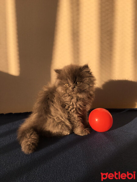 Scottish Fold, Kedi  Venüs fotoğrafı