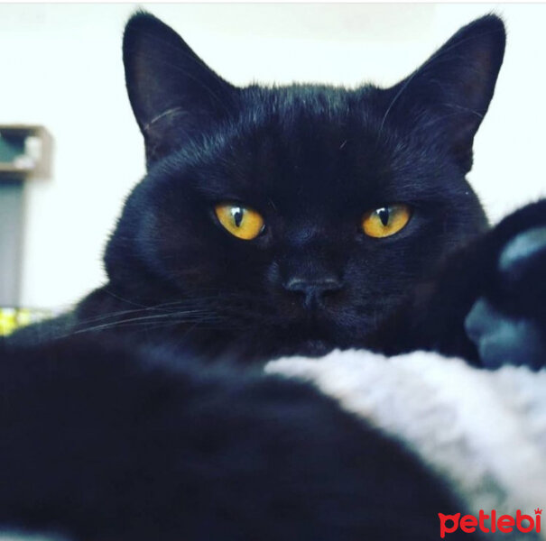 British Shorthair, Kedi  Karam fotoğrafı