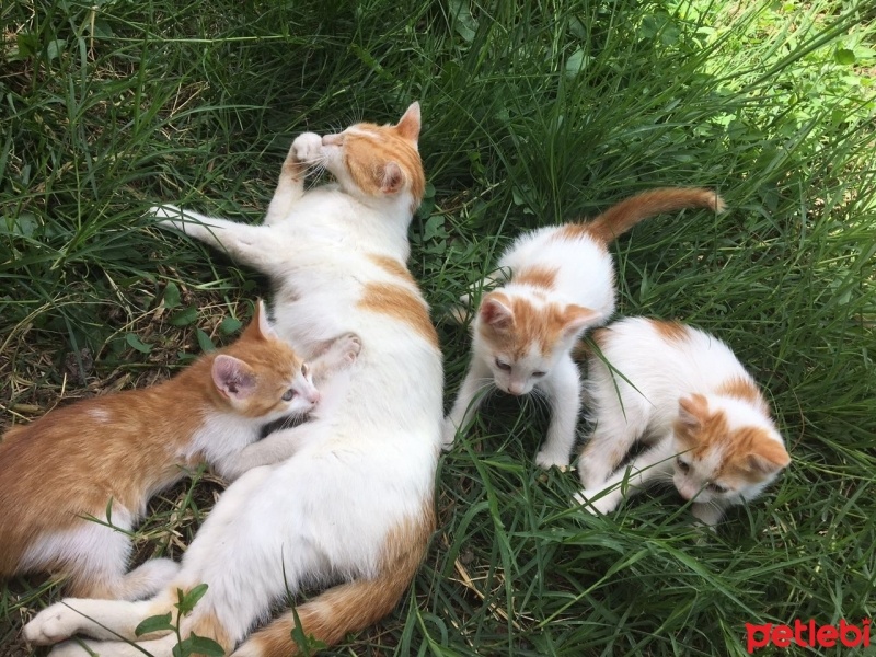 Tekir Kedi, Kedi  . fotoğrafı