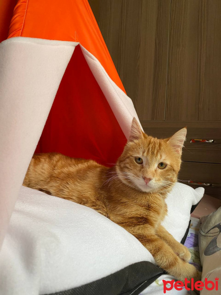Sarman, Kedi  Vega fotoğrafı