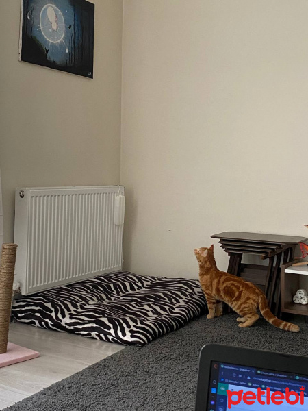 Sarman, Kedi  Vega fotoğrafı