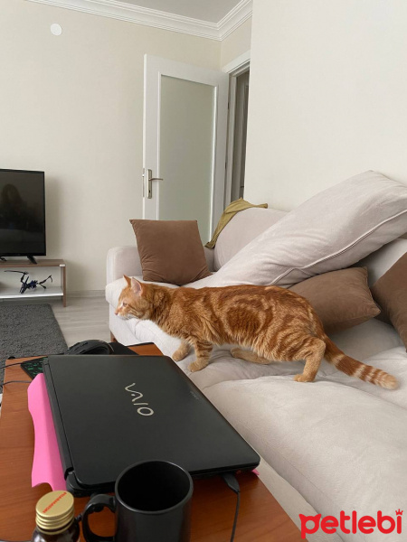 Sarman, Kedi  Vega fotoğrafı