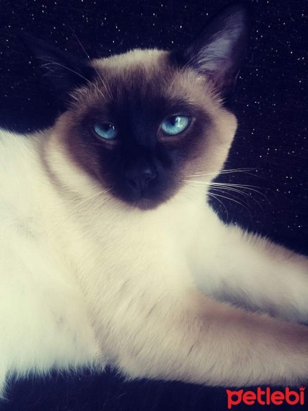 Siyam Kedisi, Kedi  Raş fotoğrafı