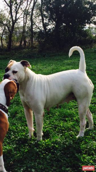 Amerikan Bulldog, Köpek  amy fotoğrafı