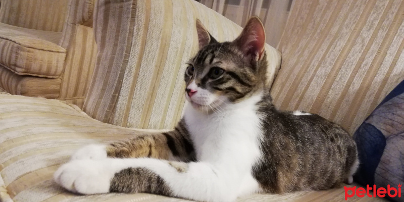 Tekir Kedi, Kedi  Ateş fotoğrafı