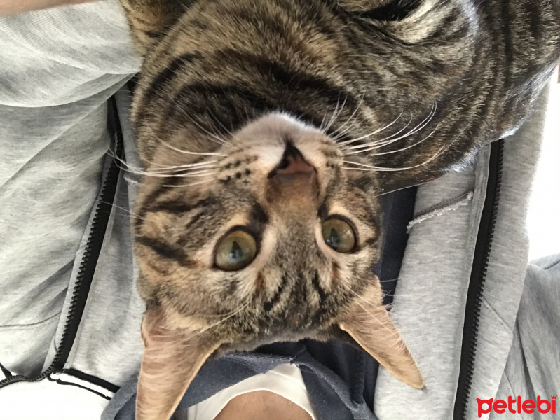 Tekir Kedi, Kedi  Asenasu fotoğrafı