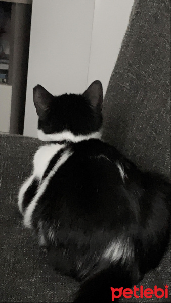 Tuxedo (Smokin) Kedi, Kedi  sora fotoğrafı
