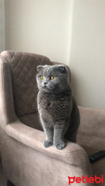 Scottish Fold, Kedi  Hera fotoğrafı