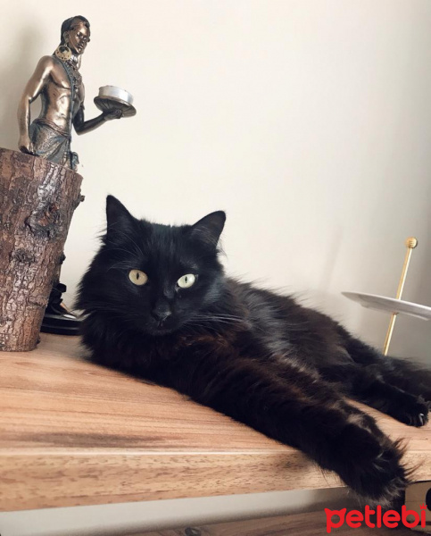Tiffany/Chantilly, Kedi  Eylül fotoğrafı