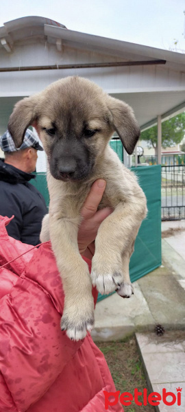 Türk Tazısı, Köpek  eksiklik fotoğrafı