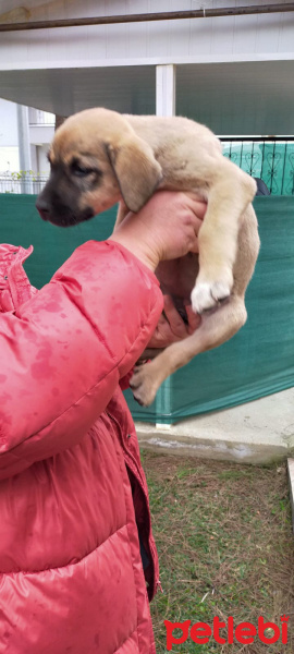 Türk Tazısı, Köpek  eksiklik fotoğrafı