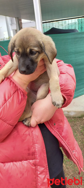 Türk Tazısı, Köpek  eksiklik fotoğrafı