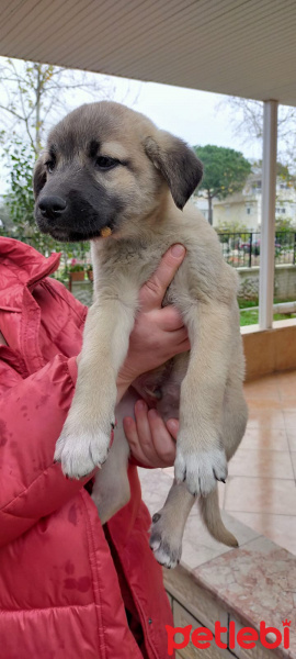 Türk Tazısı, Köpek  eksiklik fotoğrafı
