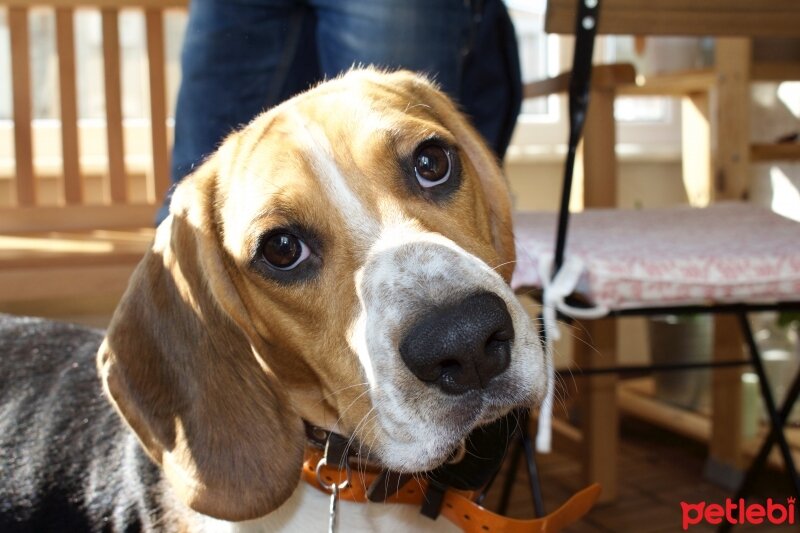 Beagle, Köpek  mars fotoğrafı