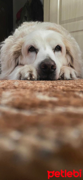 Golden Retriever, Köpek  Boobsie fotoğrafı