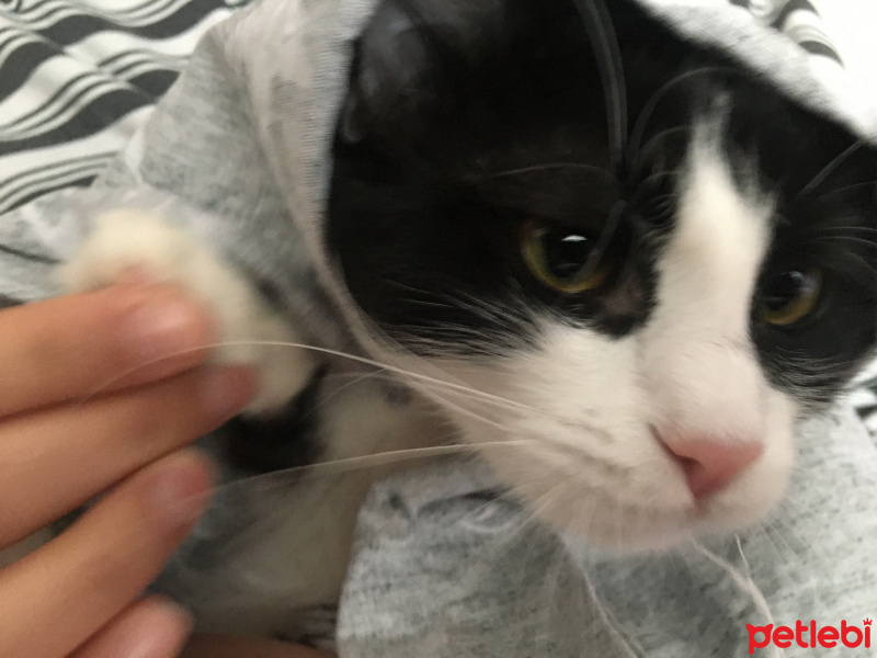 Tekir Kedi, Kedi  Çakıl fotoğrafı
