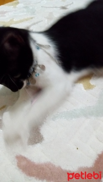 Siyam Kedisi, Kedi  Smokin fotoğrafı