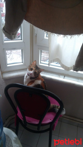 Siyam Kedisi, Kedi  Tiffany fotoğrafı