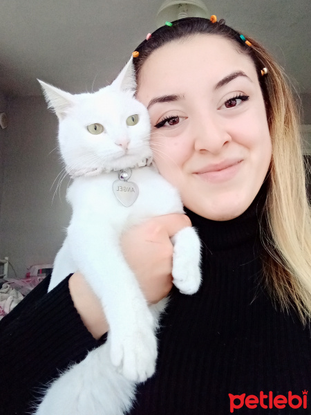 Van Kedisi, Kedi  Angel fotoğrafı