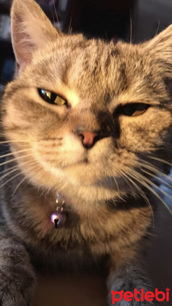 Tekir Kedi, Kedi  İlya fotoğrafı