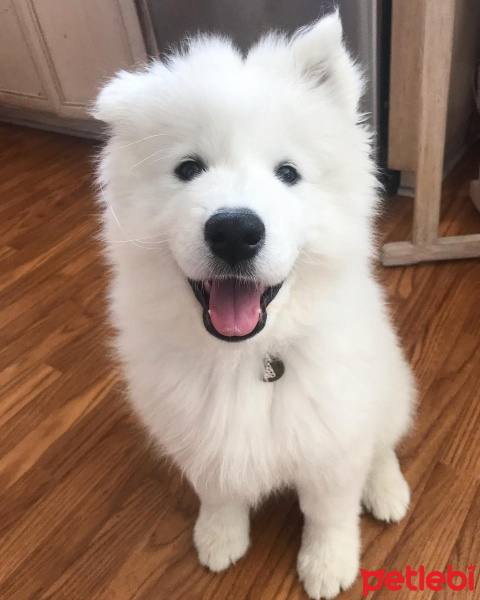 Samoyed, Köpek  Mia fotoğrafı