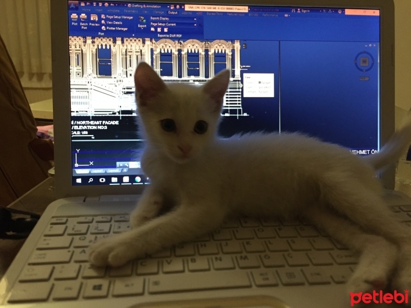 Tekir Kedi, Kedi  Tony fotoğrafı