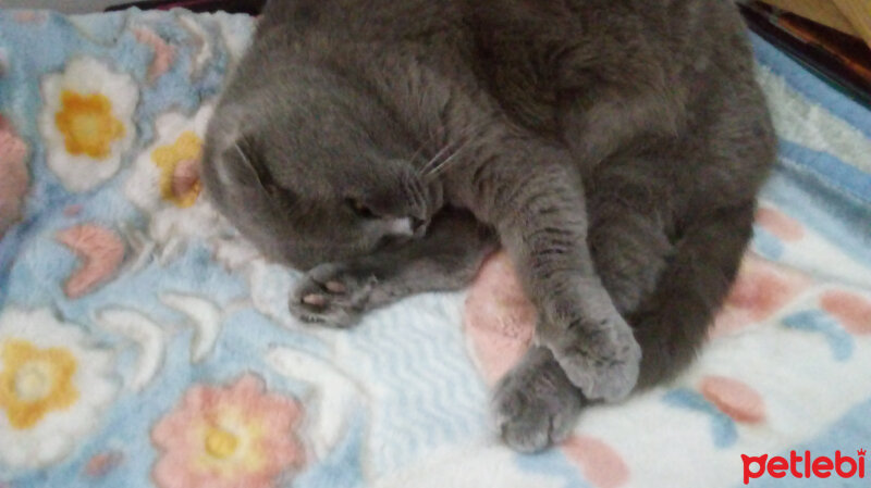 Scottish Fold, Kedi  Minka fotoğrafı