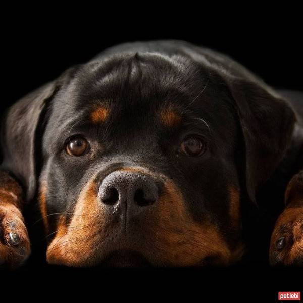 Rottweiler, Köpek  hera fotoğrafı