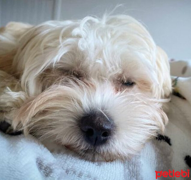 Maltese, Köpek  Larin fotoğrafı