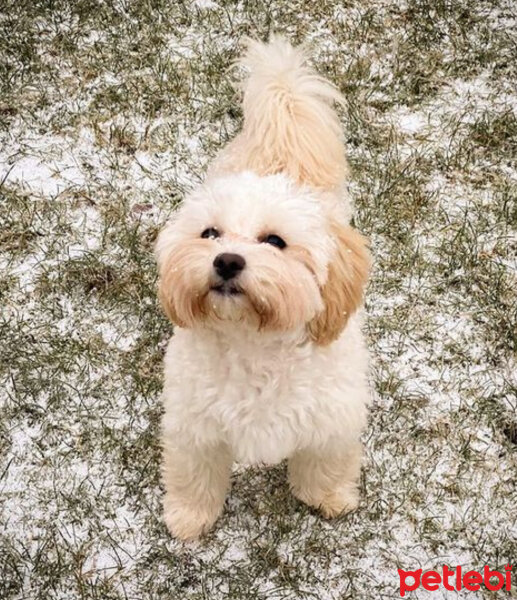 Maltese, Köpek  Larin fotoğrafı